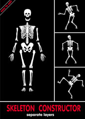 Human skeleton. Bones on separate layers. Easy to edit .