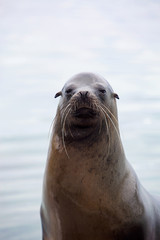 Sea lion portrait