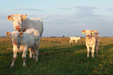 White cow and calfs in meadow