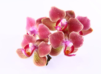 Orchid flowers on a branch covered with water drops on white
