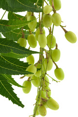 neem, margousier, nim, azadirachta indica,