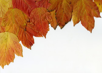 Naklejka na ściany i meble Background group autumn orange leaves