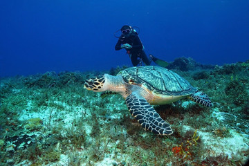 Hawksbill Turtle and Scuba Diver - Cozumel Mexico