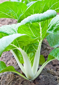 Pak Choi