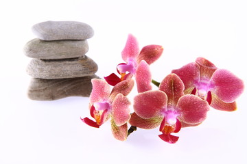 Pile of stones and an orchid flowers on white background