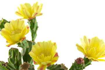 fleurs figuier de barbarie