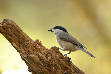 mésange noire