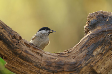 mésange noire