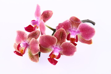 Orchid flowers on a branch covered with water drops on white