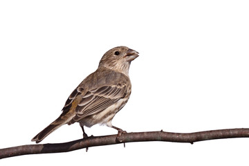 finch gnaws a safflower seed