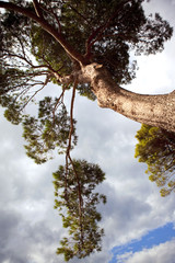 pin, arbre, forêt, nature, jardin, ciel, tronc, bois, écologie