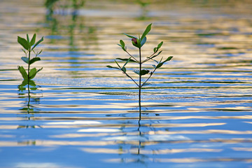 Mangrove seedlings sunset