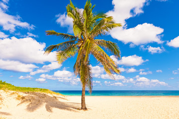 Coconut palm on a beautiful beach in Cuba