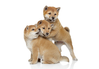 Shiba inu puppies playing