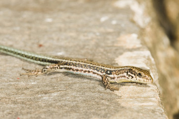 Cretan Wall Lizard, lizard - Podarcis cretensis, Crete