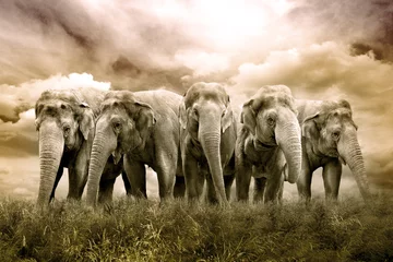 Papier Peint photo Lavable Éléphant Troupeau d& 39 éléphants
