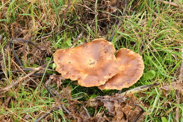 Seta de Cardo. Pleurotus eryngii.