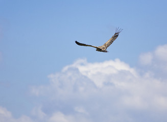 vulture bird flying