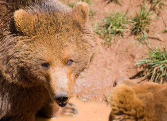 Fototapeta premium wildlife bear