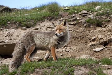 Naklejka na ściany i meble fox in a wildlife park in the Alps