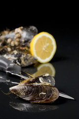 raw mussel food