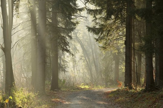 Trail in the coniferous forest on a foggy autumn morning