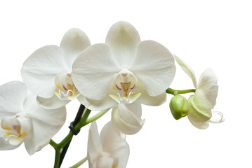 Naklejka na ściany i meble orchid isolated on white background