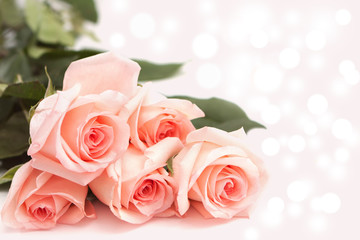 Rose on pink background