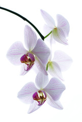 Snow white orchids isolated background