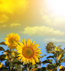 Obraz premium Le tournesol jaune