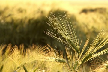 Ear of wheat in the field backlit by the morning sun