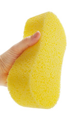 Sponge