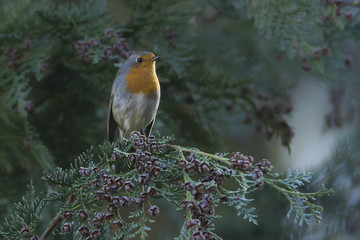 Rougegorge familier sur sapin