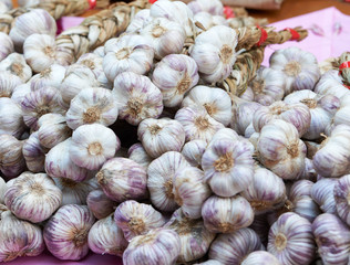 French violet garlic