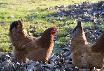 Hen