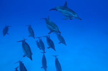 School of spinner dolphins with copy space for your text.