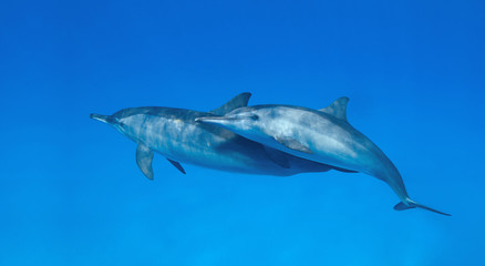 Spinner dolphins playing.