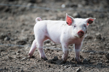 Cute happy baby pig