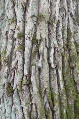 Vertical oak bark background covered with moss