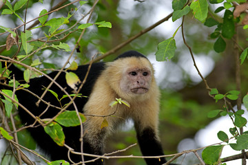 Fototapeta premium White faced Capuchin
