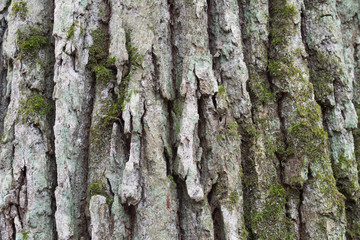 Oak bark background covered with moss