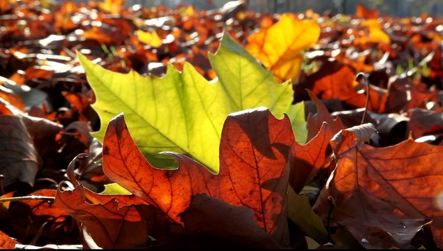 feuille flottante