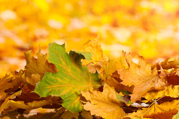 dry autumn maple leaves on yellow background