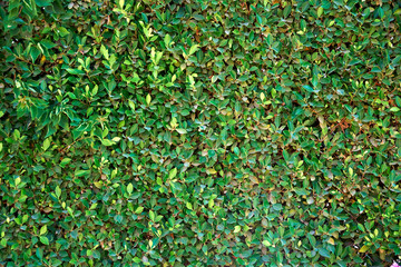 a seamless green wall in the garden
