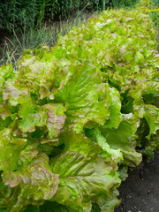 Green lettuce