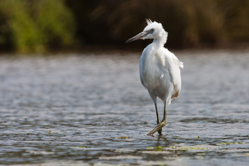 Seidenreiher schreitet durchs Wasser