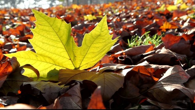 feuille mortes