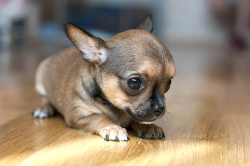 tiny chihuahua puppy on  floor close-up