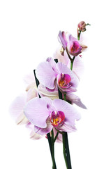 Fototapeta na wymiar Orchidée sur fond blanc