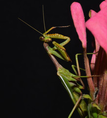 portrait of mantis that scratch one's head